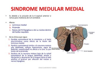 SINDROME MEDULAR MEDIAL
• Es debido a la oclusión de la A espinal anterior o
ramas para medianas de la A vertebral.
• Afecta:
a. Lemnisco medial
b. Pirámide
c. Raíces del N Hipogloso o de su núcleo dentro
del bulbo raquídeo.
• Da la clínica que sigue:
1. Perdida contralateral de la cinestesia y el tacto
discriminativo como efecto de la lesión del
lemnisco medial.
2. Parálisis contralateral similar a la neurona motora
alta (debilidad, reflejos hiperactivos, signo de
Babinski, espasticidad) no afecta a la cara. Es por
lesión de la pirámide.
3. Parálisis de la neurona motora baja de la mitad
homolateral de la lengua (debilidad, atrofia y
fibrilación) y desviación de la lengua hacia el lado
atrófico al protruir por afección del núcleo o
nervio hipogloso.
DAVID SUMERENTE TORRES
 
