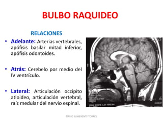 BULBO RAQUIDEO
RELACIONES
• Adelante: Arterias vertebrales,
apófisis basilar mitad inferior,
apófisis odontoides.
• Atrás: Cerebelo por medio del
IV ventrículo.
• Lateral: Articulación occipito
atloideo, articulación vertebral,
raíz medular del nervio espinal.
DAVID SUMERENTE TORRES
 