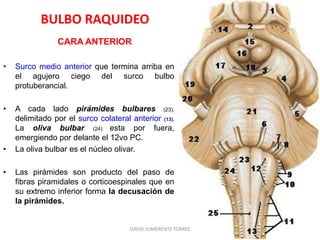 BULBO RAQUIDEO
CARA ANTERIOR
• Surco medio anterior que termina arriba en
el agujero ciego del surco bulbo
protuberancial.
• A cada lado pirámides bulbares (23),
delimitado por el surco colateral anterior (13).
La oliva bulbar (24) esta por fuera,
emergiendo por delante el 12vo PC.
• La oliva bulbar es el núcleo olivar.
• Las pirámides son producto del paso de
fibras piramidales o corticoespinales que en
su extremo inferior forma la decusación de
la pirámides.
DAVID SUMERENTE TORRES
 