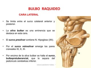 BULBO RAQUIDEO
DAVID SUMERENTE TORRES
CARA LATERAL
• Se limita entre el surco colateral anterior y
posterior.
• La oliva bulbar es una eminencia que se
destaca en esta cara.
• El surco preolivar contiene N. Hipogloso (XII).
• Por el surco retroolivar emerge los pares
craneales IX, X, XI.
• Por encima de la oliva bulbar se halla el surco
bulboprotuberancial, que lo separa del
pedúnculo cerebeloso inferior.
 