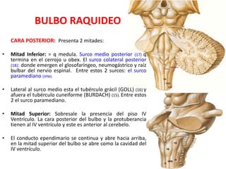 BULBO RAQUIDEO
CARA POSTERIOR: Presenta 2 mitades:
• Mitad Inferior: = q medula. Surco medio posterior (17) q
termina en el cerrojo u obex. El surco colateral posterior
(18): donde emergen el glosofaríngeo, neumogástrico y raíz
bulbar del nervio espinal. Entre estos 2 surcos: el surco
paramediano (SPM).
• Lateral al surco medio esta el tubérculo grácil (GOLL) (16) y
afuera el tubérculo cuneiforme (BURDACH) (15). Entre estos
2 el surco paramediano.
• Mitad Superior: Sobresale la presencia del piso IV
Ventrículo. La cara posterior del bulbo y la protuberancia
tienen al IV ventrículo y este es anterior al cerebelo.
• El conducto ependimario se continua y abre hacia arriba,
en la mitad superior del bulbo se abre como la cavidad del
IV ventrículo.
 