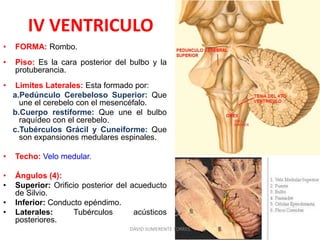 IV VENTRICULO
• FORMA: Rombo.
• Piso: Es la cara posterior del bulbo y la
protuberancia.
• Limites Laterales: Esta formado por:
a.Pedúnculo Cerebeloso Superior: Que
une el cerebelo con el mesencéfalo.
b.Cuerpo restiforme: Que une el bulbo
raquídeo con el cerebelo.
c.Tubérculos Grácil y Cuneiforme: Que
son expansiones medulares espinales.
• Techo: Velo medular.
• Ángulos (4):
• Superior: Orificio posterior del acueducto
de Silvio.
• Inferior: Conducto epéndimo.
• Laterales: Tubérculos acústicos
posteriores.
DAVID SUMERENTE TORRES
 