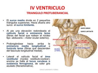 IV VENTRICULO
TRIANGULO PROTUBERANCIAL
• El surco medio divide en 2 pequeños
triángulos superiores. Hacia afuera otro
surco el surco limitante.
• Al pie una elevación redondeada el
colículo facial o eminencia teres
(fibras del facial que rodean al núcleo
6pc -abducens – motor ocular externo).
• Prolongándose hacia arriba la
eminencia media longitudinal o
funículo teres (fibras que descienden
del fascículo longitudinal medial).
• Lateral al colículo facial el área
vestibular (núcleo vestibulo-coclear);
encima se halla el locus ceruleus o
sustancia ferruginosa, de color gris
azulado (Noradrenalina).
DAVID SUMERENTE TORRES
 