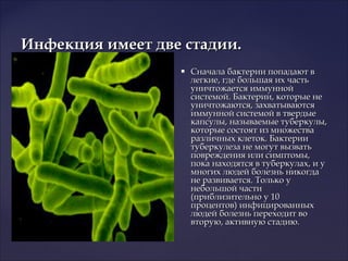 Инфекция имеет две стадии.Инфекция имеет две стадии.
 Сначала бактерии попадают вСначала бактерии попадают в
легкие, где большая их частьлегкие, где большая их часть
уничтожается иммуннойуничтожается иммунной
системой. Бактерии, которые несистемой. Бактерии, которые не
уничтожаются, захватываютсяуничтожаются, захватываются
иммунной системой в твердыеиммунной системой в твердые
капсулы, называемые туберкулы,капсулы, называемые туберкулы,
которые состоят из множествакоторые состоят из множества
различных клеток. Бактерииразличных клеток. Бактерии
туберкулеза не могут вызватьтуберкулеза не могут вызвать
повреждения или симптомы,повреждения или симптомы,
пока находятся в туберкулах, и упока находятся в туберкулах, и у
многих людей болезнь никогдамногих людей болезнь никогда
не развивается. Только уне развивается. Только у
небольшой частинебольшой части
(приблизительно у 10(приблизительно у 10
процентов) инфицированныхпроцентов) инфицированных
людей болезнь переходит волюдей болезнь переходит во
вторую, активную стадию.вторую, активную стадию.
 