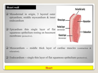 Mesodermal Heart Chap_8_Respiration_and_Circulation.pptx
