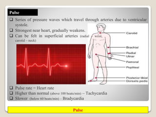 Chap_8_Respiration_and_Circulation.pptx