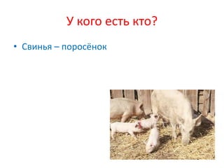 У кого есть кто?
• Свинья – поросёнок
 