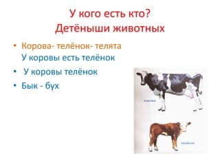 У кого есть кто?
         Детёныши животных
• Корова- телёнок- телята
  У коровы есть телёнок
• У коровы телёнок
• Бык - бух
 