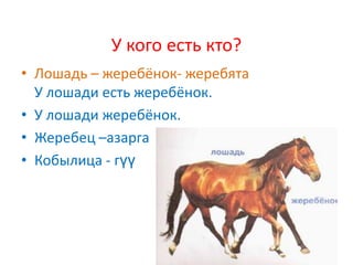 У кого есть кто?
• Лошадь – жеребёнок- жеребята
  У лошади есть жеребёнок.
• У лошади жеребёнок.
• Жеребец –азарга
• Кобылица - гүү
 