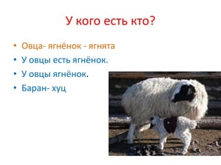 У кого есть кто?
•   Овца- ягнёнок - ягнята
•   У овцы есть ягнёнок.
•   У овцы ягнёнок.
•   Баран- хуц
 