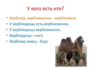 У кого есть кто?
•   Верблюд- верблюжонок - верблюжата
•   У верблюдицы есть верблюжонок.
•   У верблюдицы верблюжонок.
•   Верблюдица – ингэ
•   Верблюд самец - буур
 