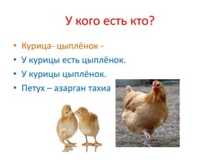 У кого есть кто?
•   Курица- цыплёнок -
•   У курицы есть цыплёнок.
•   У курицы цыплёнок.
•   Петух – азарган тахиа
 