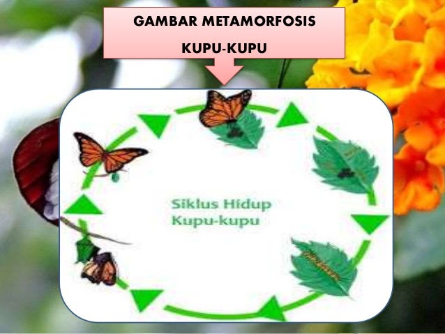Tik Kelompok 55594182