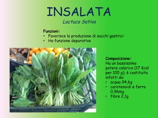INSALATA
Lactuca Sativa
Funzioni:
• Favorisce la produzione di succhi gastrici
• Ha funzione depurativa
Composizione:
Ha un bassissimo
potere calorico (17 Kcal
per 100 g); è costituita
infatti da:
• acqua 94,6g
• carotenoidi e ferro
0,96mg
• fibre 2,1g
 