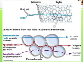 water and mineral transport in plant | PDF