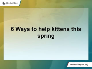 6 Ways to help kittens this
spring
 