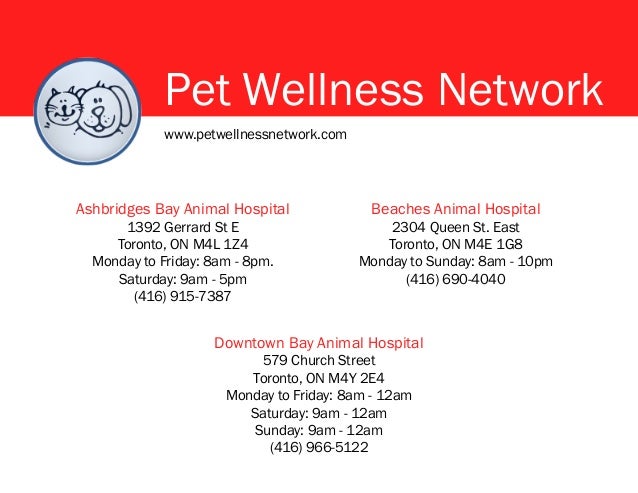 6 Ways To Make Halloween Better For Your Pets