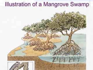 Illustration of a Mangrove Swamp
 