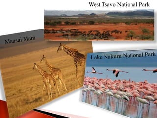 West Tsavo National Park
 