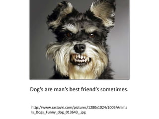 Dog’s are man’s best friend’s sometimes.http://www.zastavki.com/pictures/1280x1024/2009/Animals_Dogs_Funny_dog_013643_.jpg