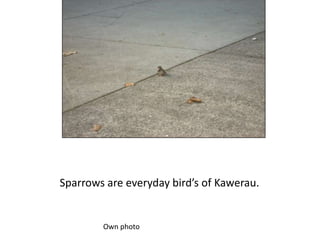 Sparrows are everyday bird’s of Kawerau.Own photo