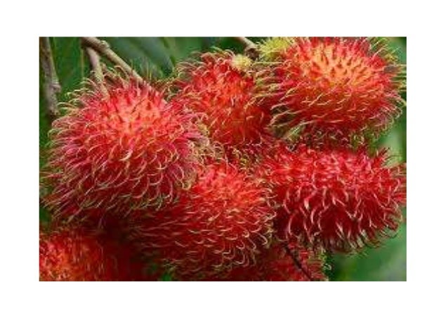 Abm Buah Buahan Tempatan