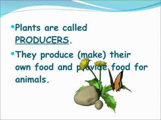 Plants are called  PRODUCERS . They produce (make) their own food and provide food for animals. 