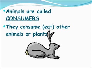 Animals are called  CONSUMERS .  They consume (eat) other animals or plants. 