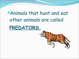 Animals that hunt and eat other animals are called  PREDATORS. 