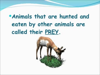Animals that are hunted and eaten by other animals are called their  PREY . 