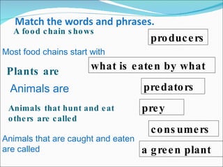 A food chain shows Most food chains start with Plants are Animals are  Animals that hunt and eat others are called Animals that are caught and eaten are called producers consumers predators prey a green plant what is eaten by what 
