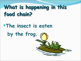 What is happening in this food chain? The insect is eaten  by the frog. 