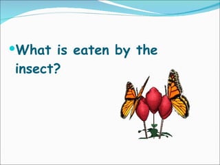 What is eaten by the insect? 