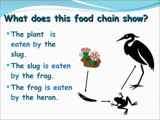What does this food chain show? The plant  is eaten by   the slug. The slug   is eaten by   the frog. The frog   is eaten by   the heron. 