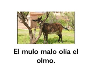El mulo malo olía el 
olmo. 
 