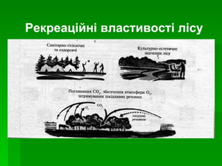 Рекреаційні властивості лісу 