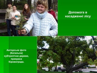 Допомога в насадженні лісу Авторське фото (Катальпа) субтропічне дерево, прикраса Кіровограда. 