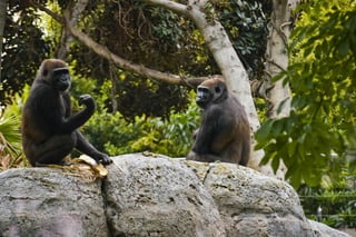 San Diego Zoo 1