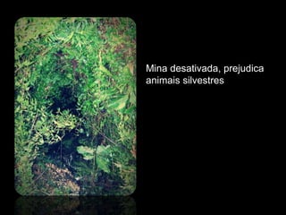 Mina desativada, prejudica
animais silvestres