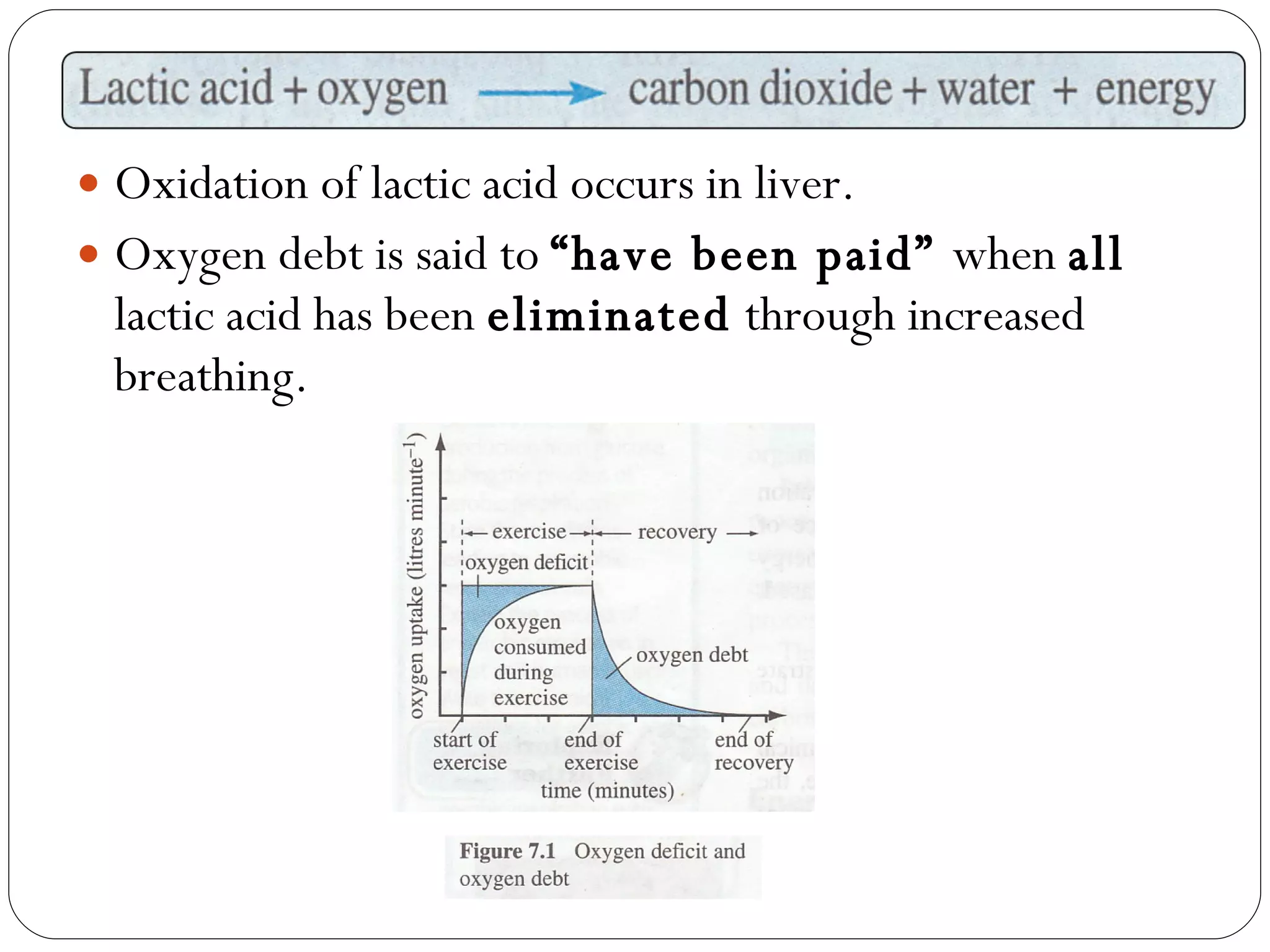 Oxidation of lactic acid occurs in liver. Oxygen debt is said to  “have been paid”  when  all  lactic acid has been  eliminated  through increased breathing. 