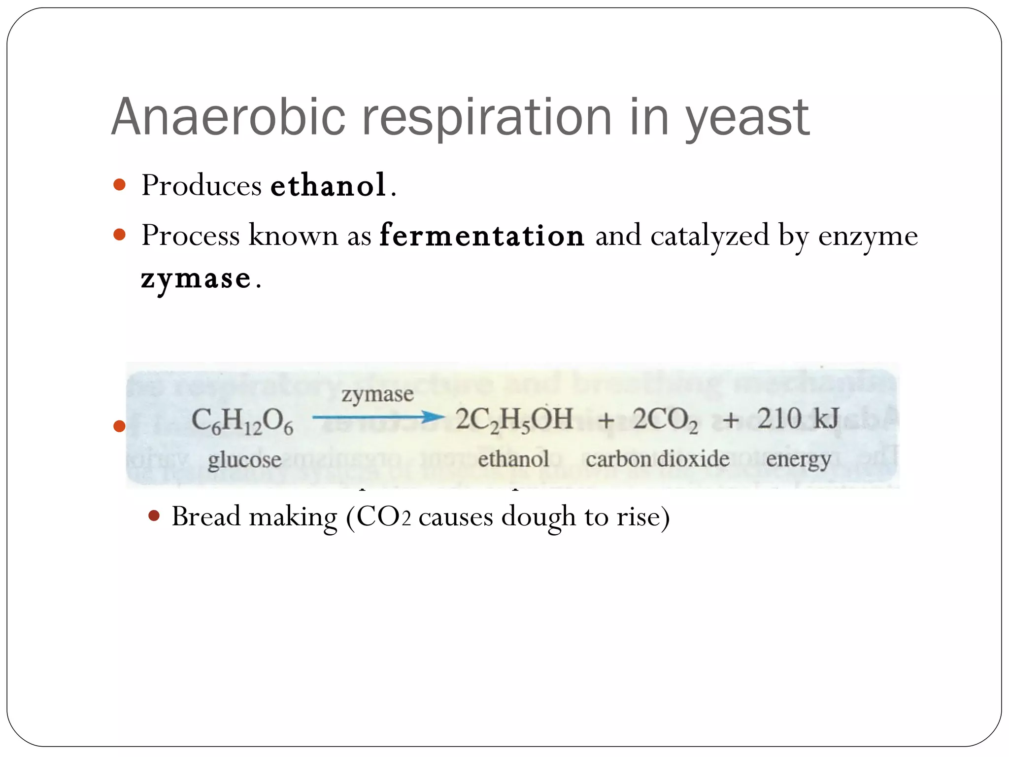 Anaerobic respiration in yeast Produces  ethanol . Process known as  fermentation  and catalyzed by enzyme  zymase . Application: Wine and beer production (production of ethanol) Bread making (CO 2  causes dough to rise) 
