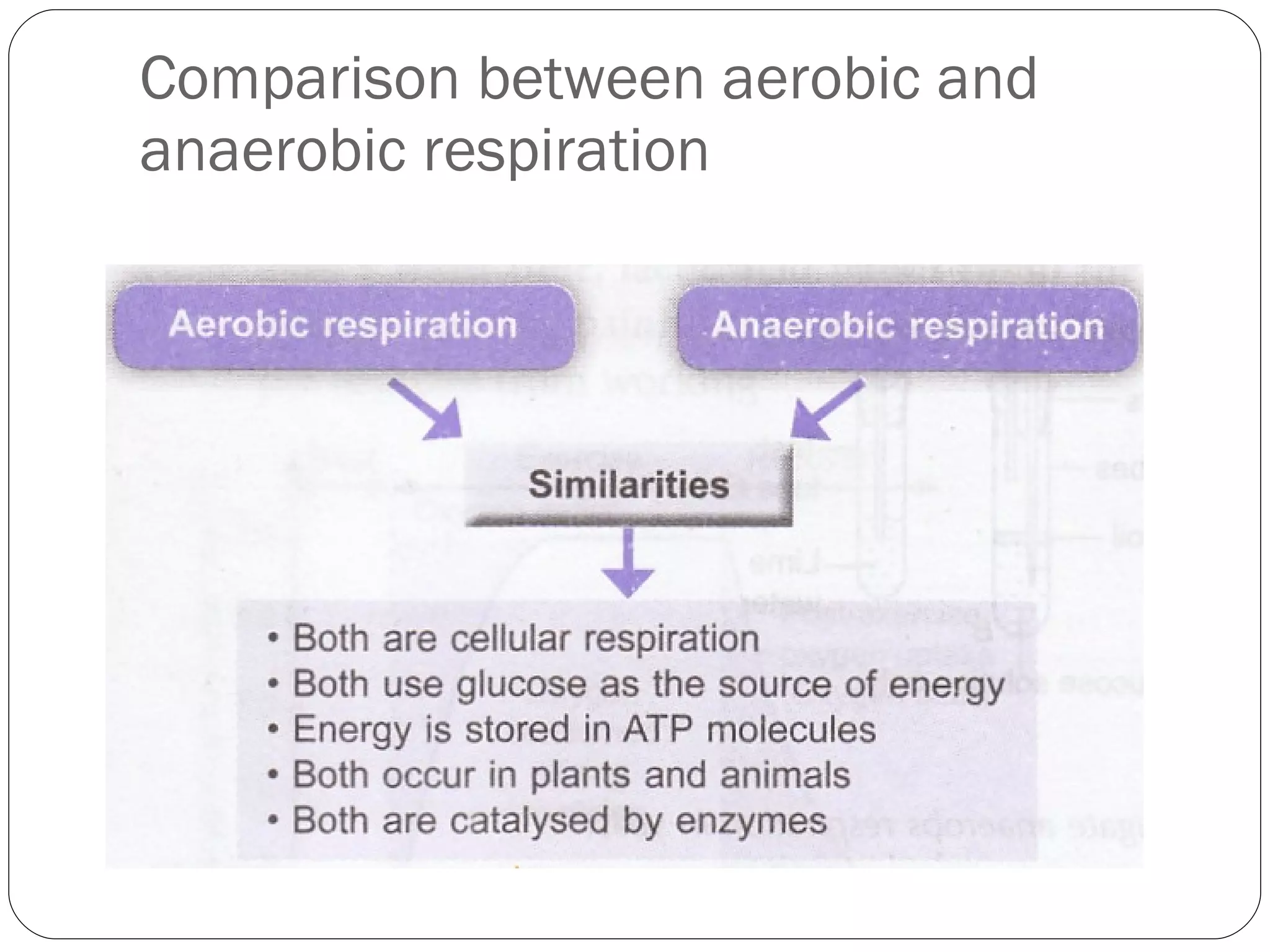 Comparison between aerobic and anaerobic respiration 