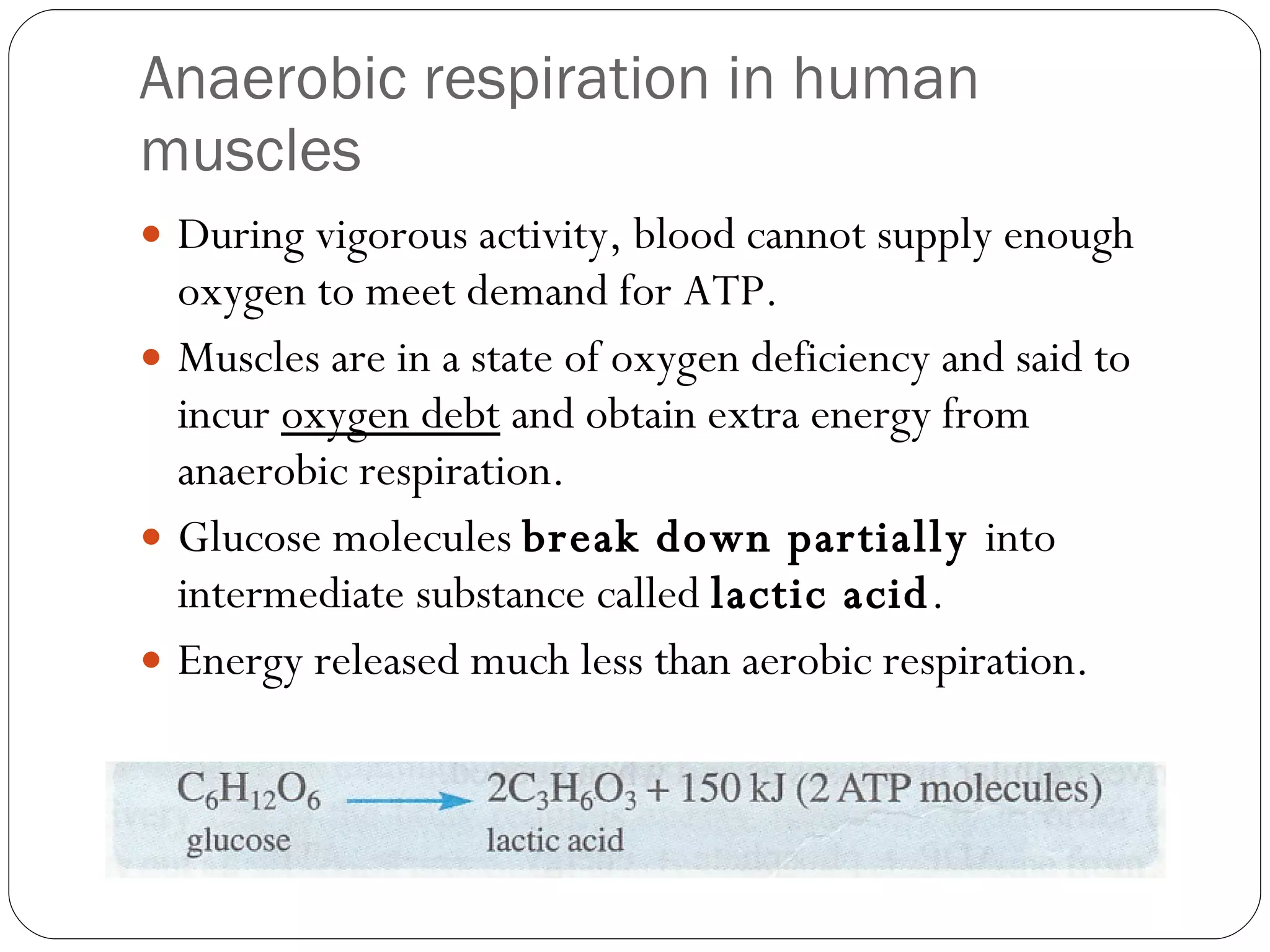 Anaerobic respiration in human muscles During vigorous activity, blood cannot supply enough oxygen to meet demand for ATP. Muscles are in a state of oxygen deficiency and said to incur  oxygen debt  and obtain extra energy from anaerobic respiration. Glucose molecules  break down partially  into intermediate substance called  lactic acid . Energy released much less than aerobic respiration. 
