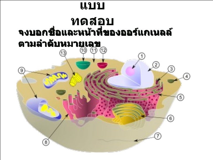super vag immo commander 7.1 super vag immo commander 7.1