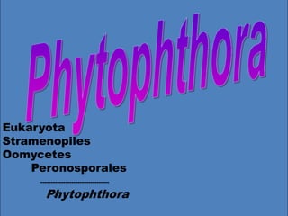 Eukaryota
Stramenopiles
Oomycetes
Peronosporales
---------------------------------

P3 ytophthora
h

 