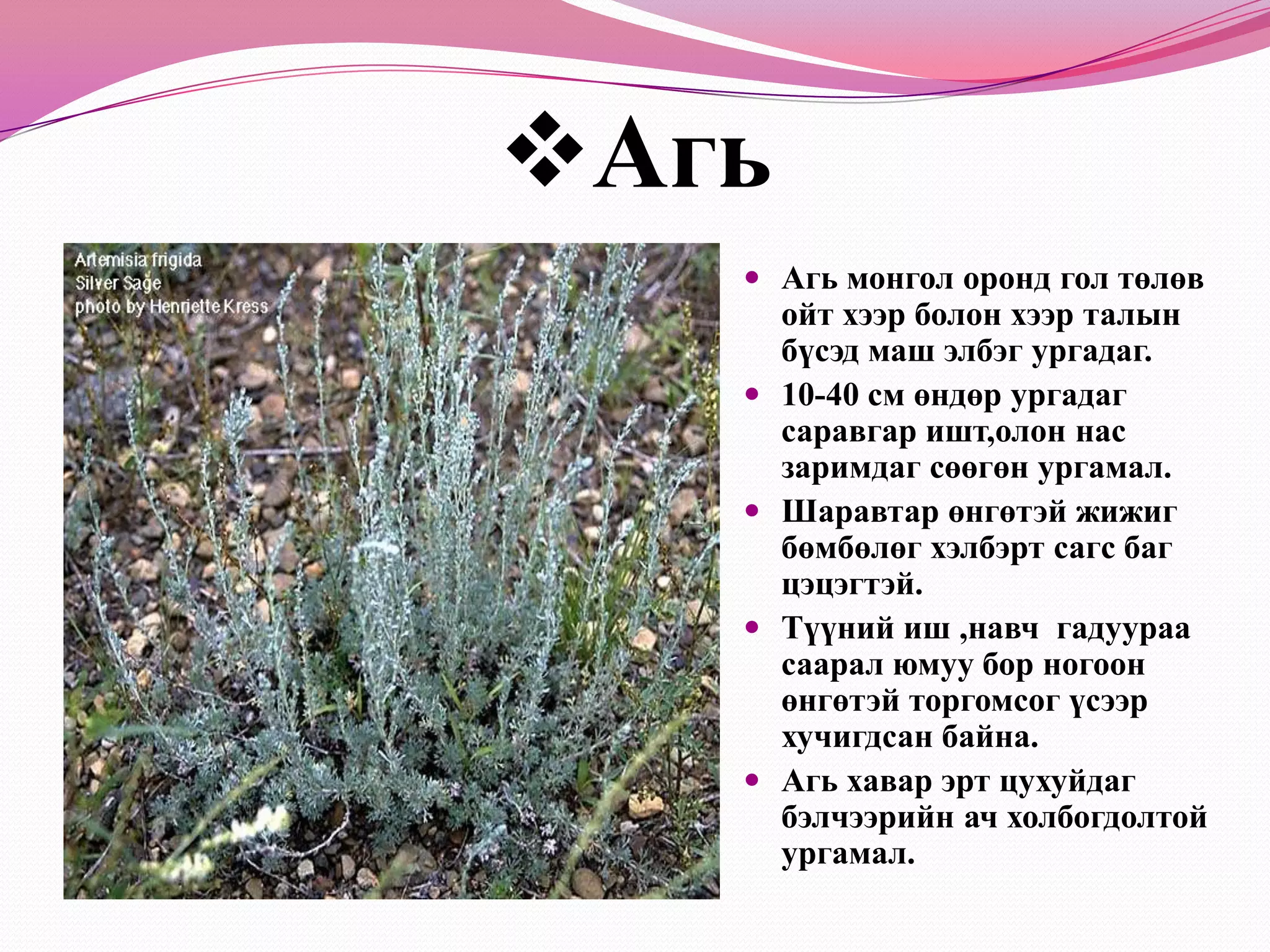 Таана Таана 