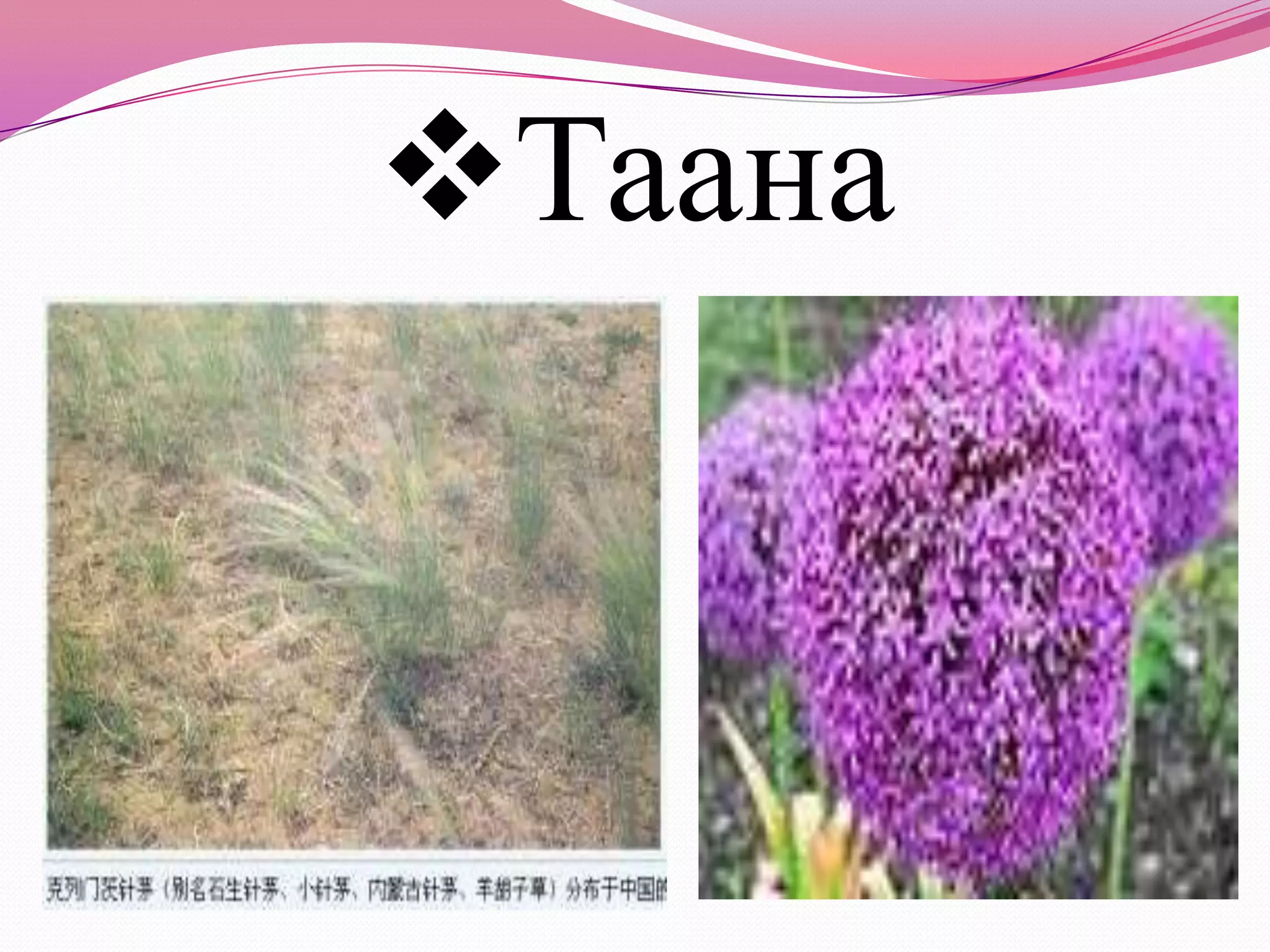 ХиагБататгал1.Хөх яргуй хэдэн см өндөртэй вэ?2.Таана ямар бүсэд багтдагвэ?3.Хиаг ямар өнгөтэй ургамал вэ?4.Шувуун хөлийг ямар мал илүү их иддэг вэ? 5.Агь ямар хэлбэр өнгөтэй вэ? 6.Монгол өвс хаана ургадаг ?Гэрийн даалгавар  Бэлчээр тэжээлийн ургамлын зурагын цуглуулга хийж ирэх интернетээс хайх