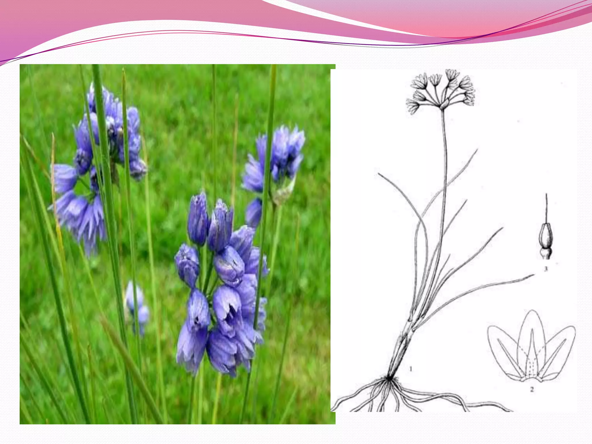 7д бэлчээрийн ургамал