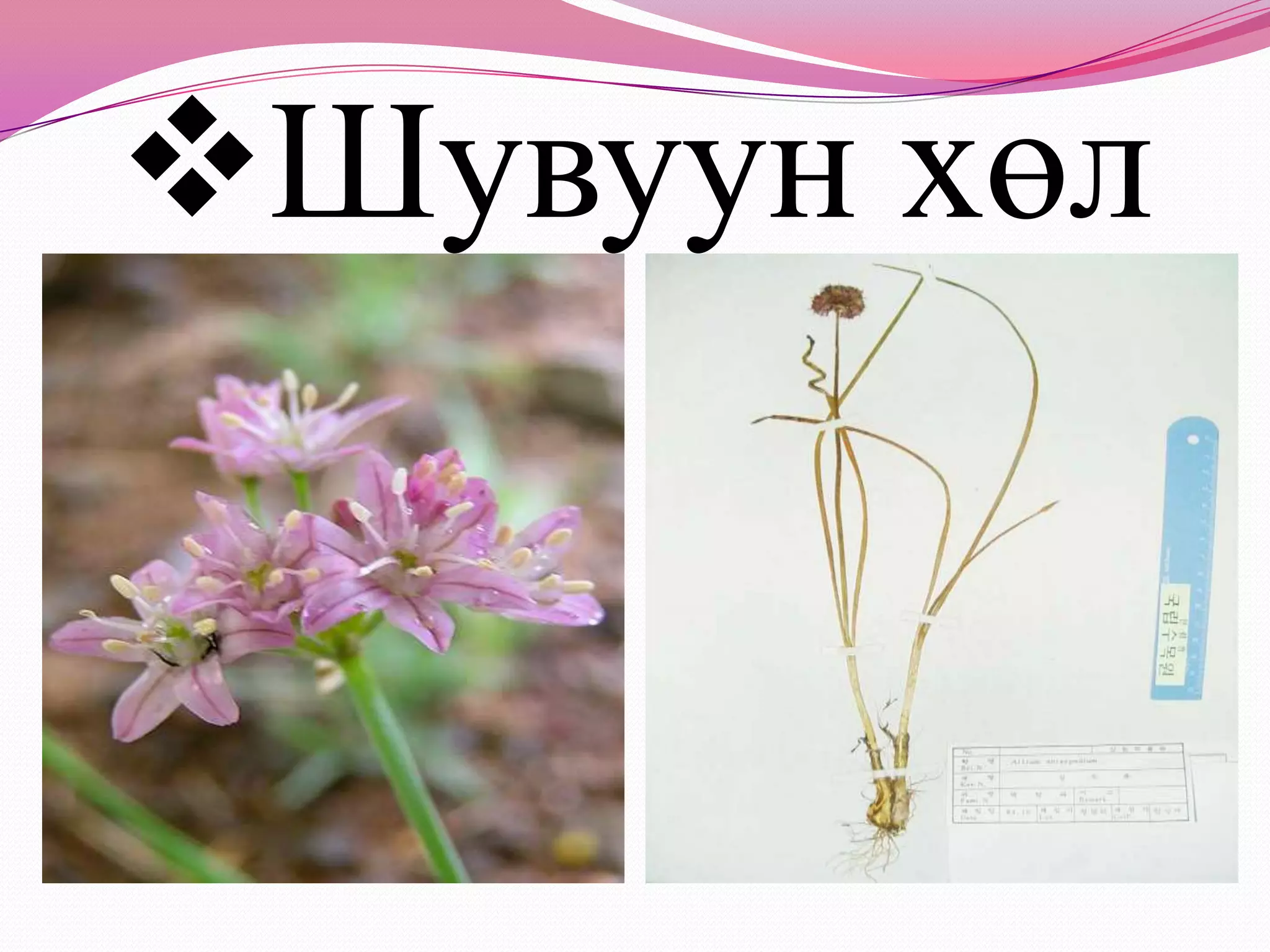 7д бэлчээрийн ургамал