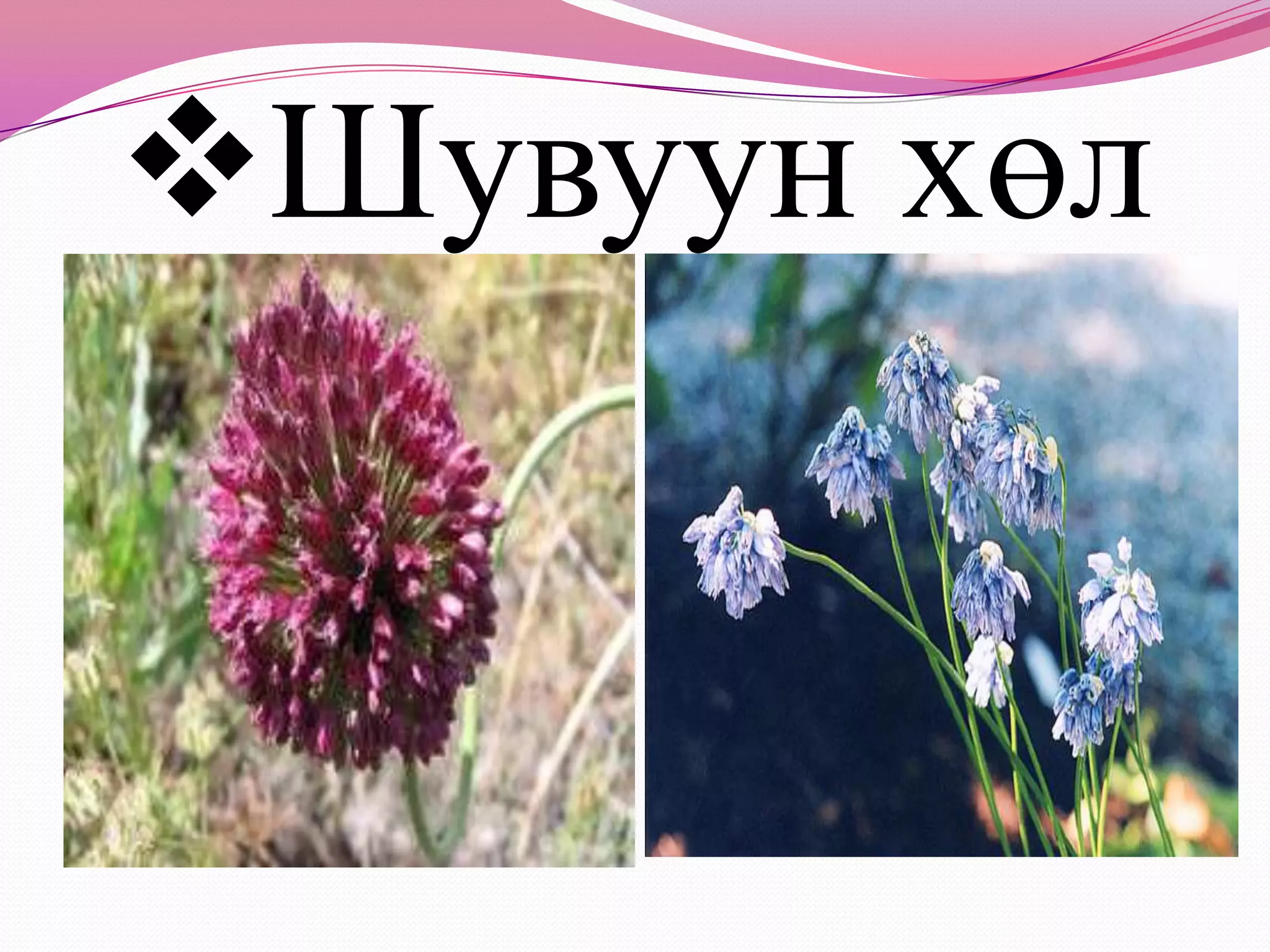 7д бэлчээрийн ургамал